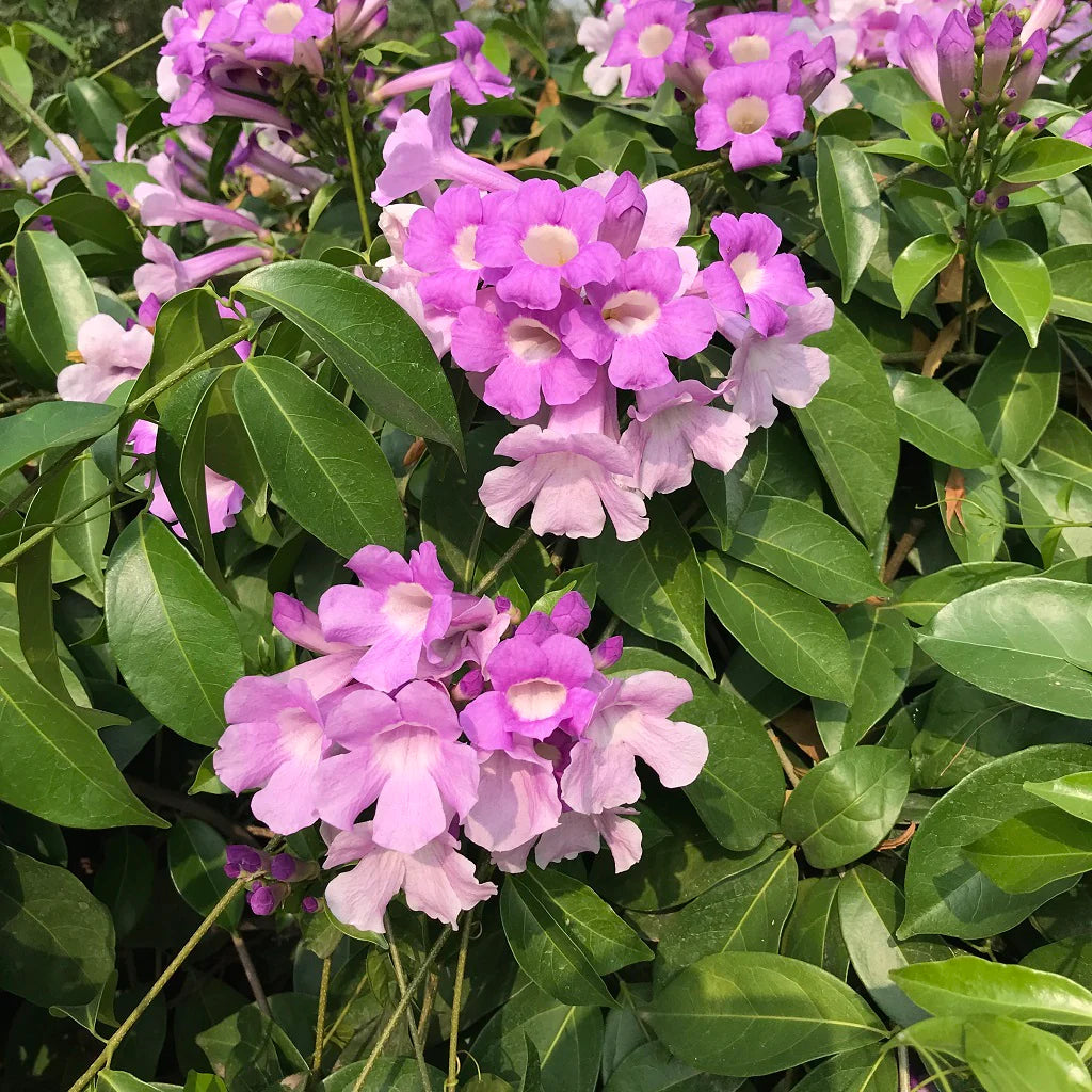 Garlic Vine (Mansoa alliacea) – Live Flowering Creeper