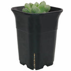 2.5 Inch Square Plastic Pot for Succulents & Cactus.