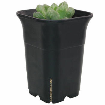 Side view of 2.5 inch square plastic pot showing drainage holes