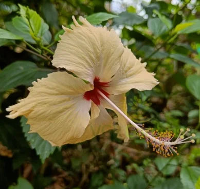 Hibiscus Mix Pack – 5 Plants (Pink, Red & Cream Varieties)