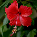 Hibiscus rosa-sinensis bloom – Hibiscus Mix Pack, pink, red and cream varieties
