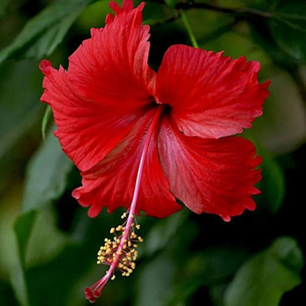 Hibiscus Mix Pack – 5 Plants (Pink, Red & Cream Varieties)