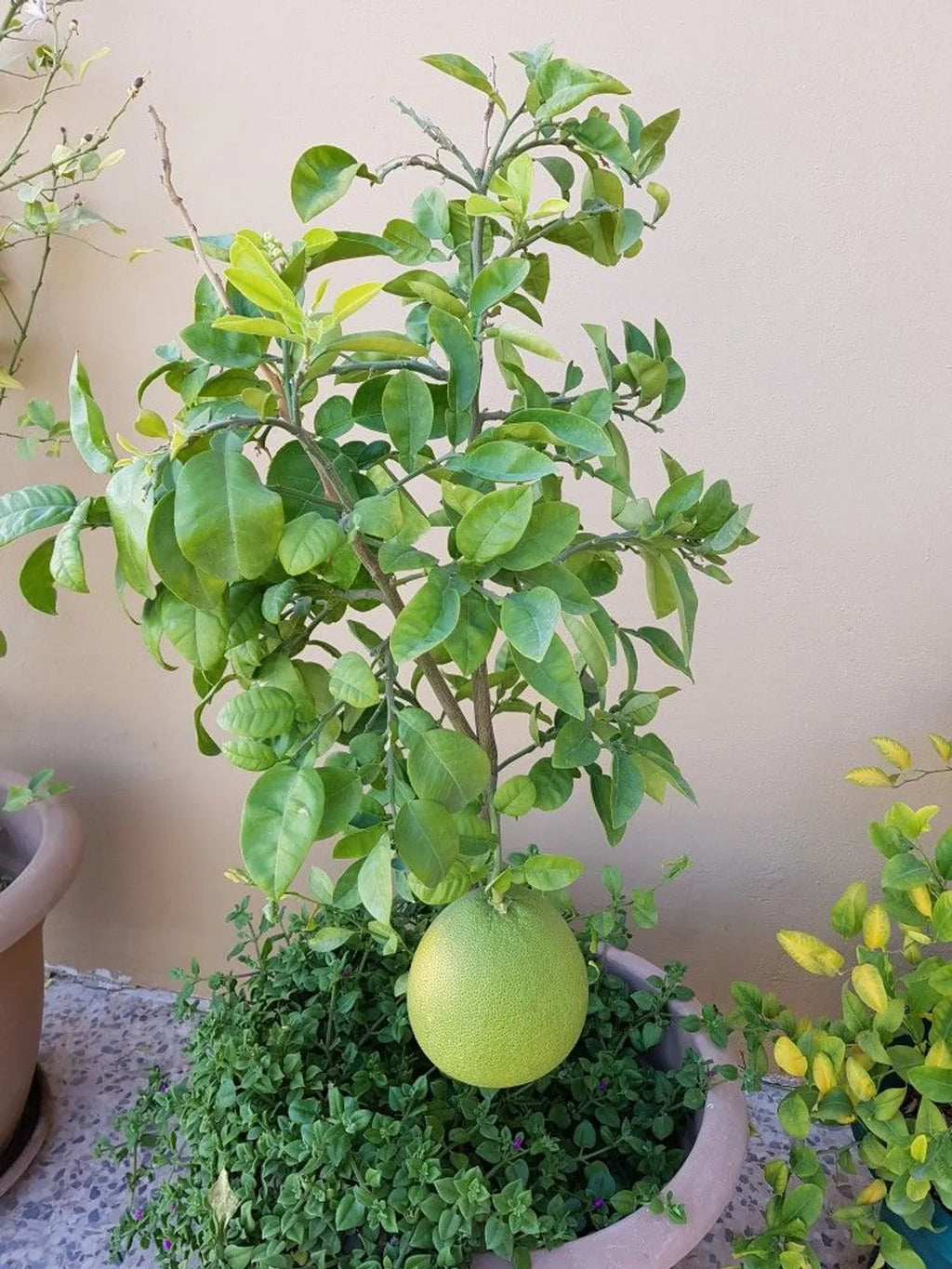 Hybrid Pomelo / Bamblimas Grafted Live Fruit Plant