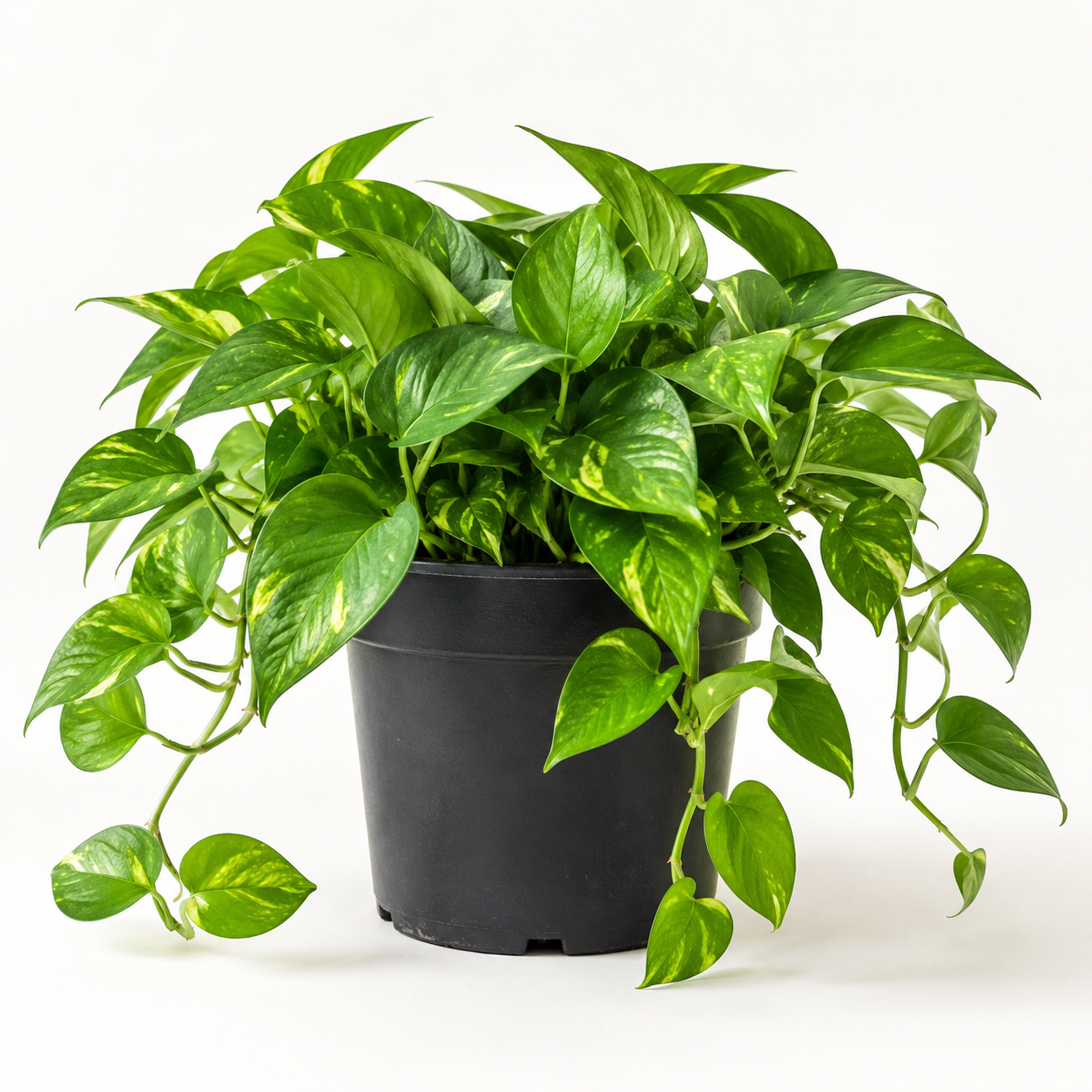Money Plant + 6 Inch Nursery Pot Combo | Ready to Grow Indoor Plant Kit