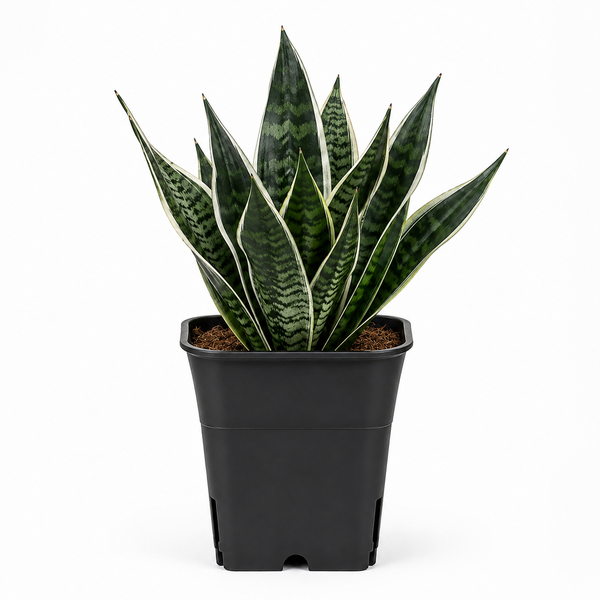 Sanseveria/Snake Plant