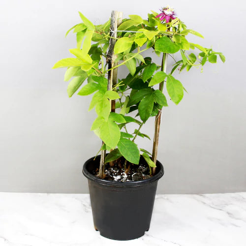 Red Krishna Kamal Plant (Passiflora vitifolia) | Red Passion Flower Creeper