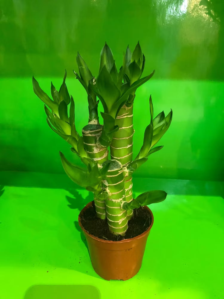 Lotus Bamboo / Lucky Bamboo – Live Plant