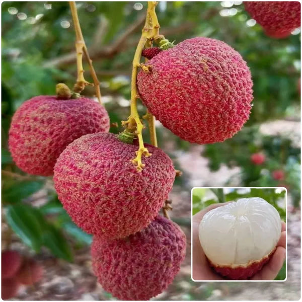 Sweet Litchi/Lychee Live Grafted Plant