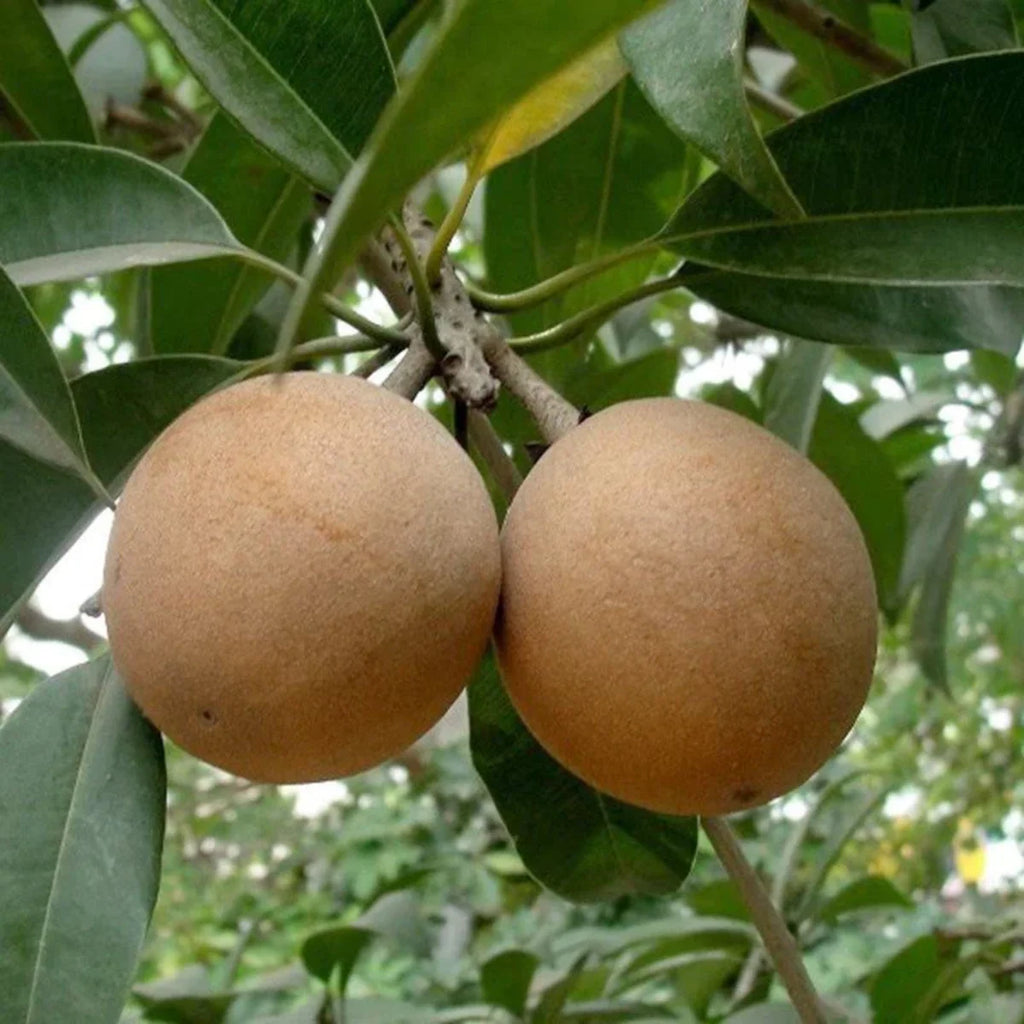 kalapatti Sapota Plant (Chikoo) – Grafted, Fruit-Bearing - Plant