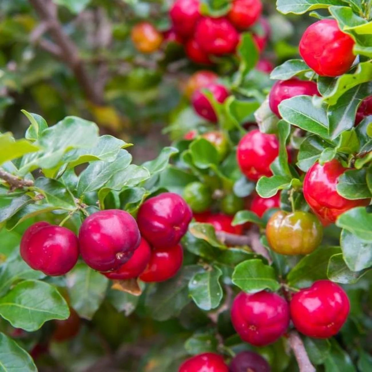 Barbodass Sweet Cherry Fruit Plant – Live Cherry Tree