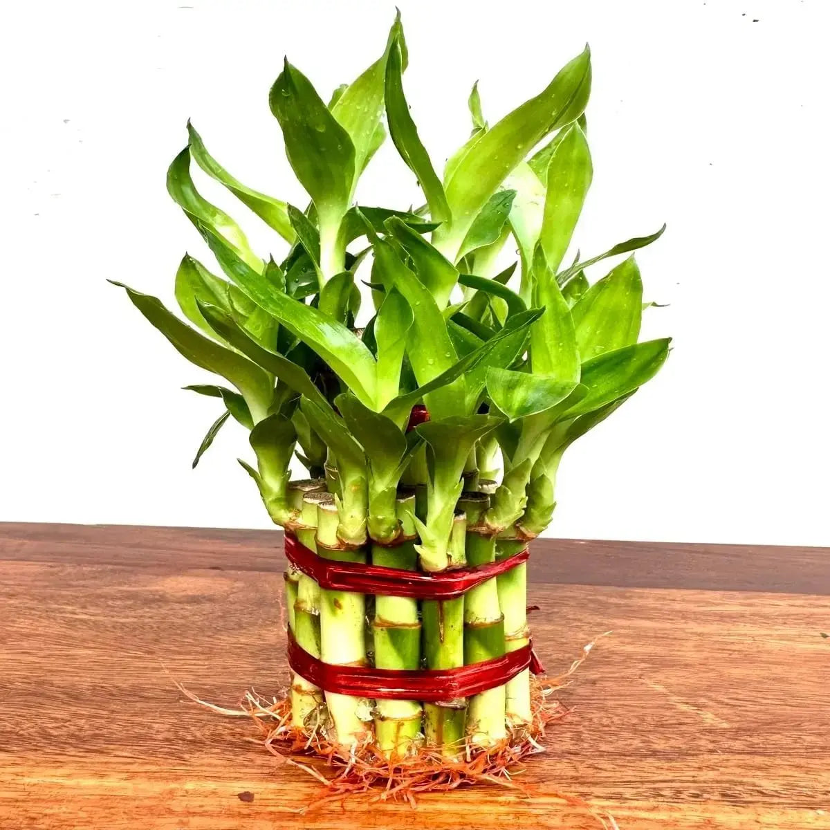 Lucky Bamboo 3 Layer - front view