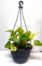 7 inch plastic hanging pot with trailing plant