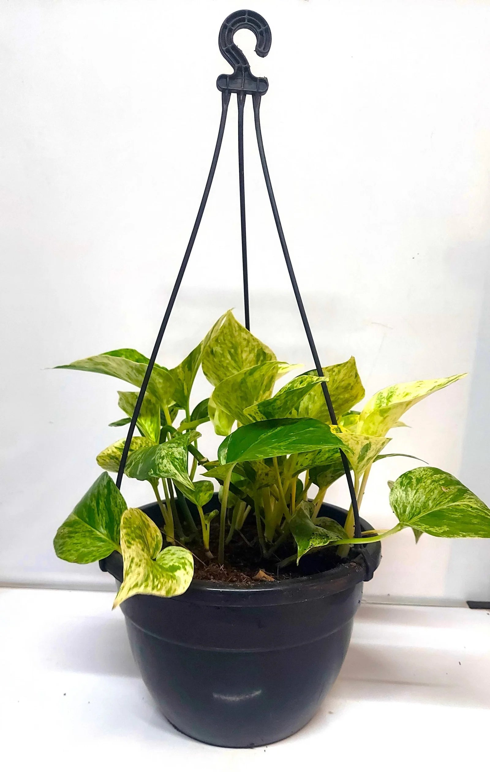 7 inch plastic hanging pot with trailing plant
