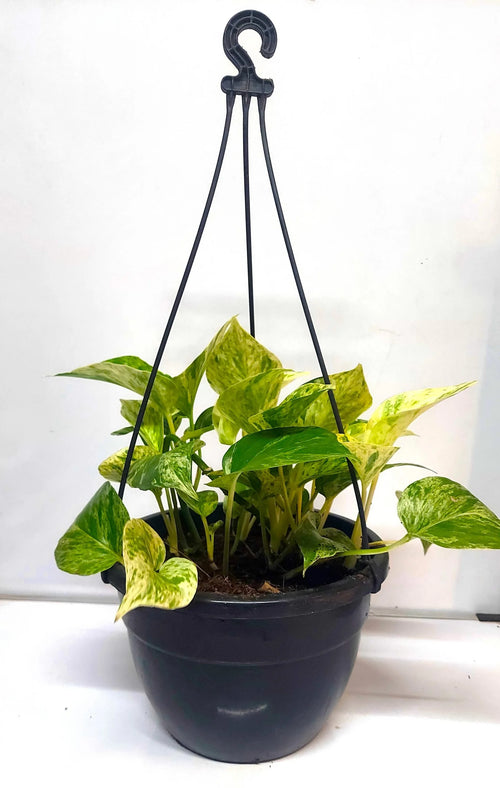 7 inch plastic hanging pot with trailing plant