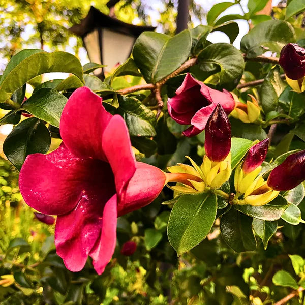 Allamanda Maroon Dwarf Tiger allamanda – Live Flowering Plant