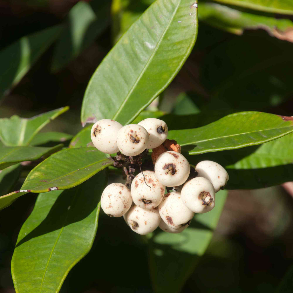 Cat’s Eye “Poocha Pazham”  Fruit Plant – Live Fruit Tree