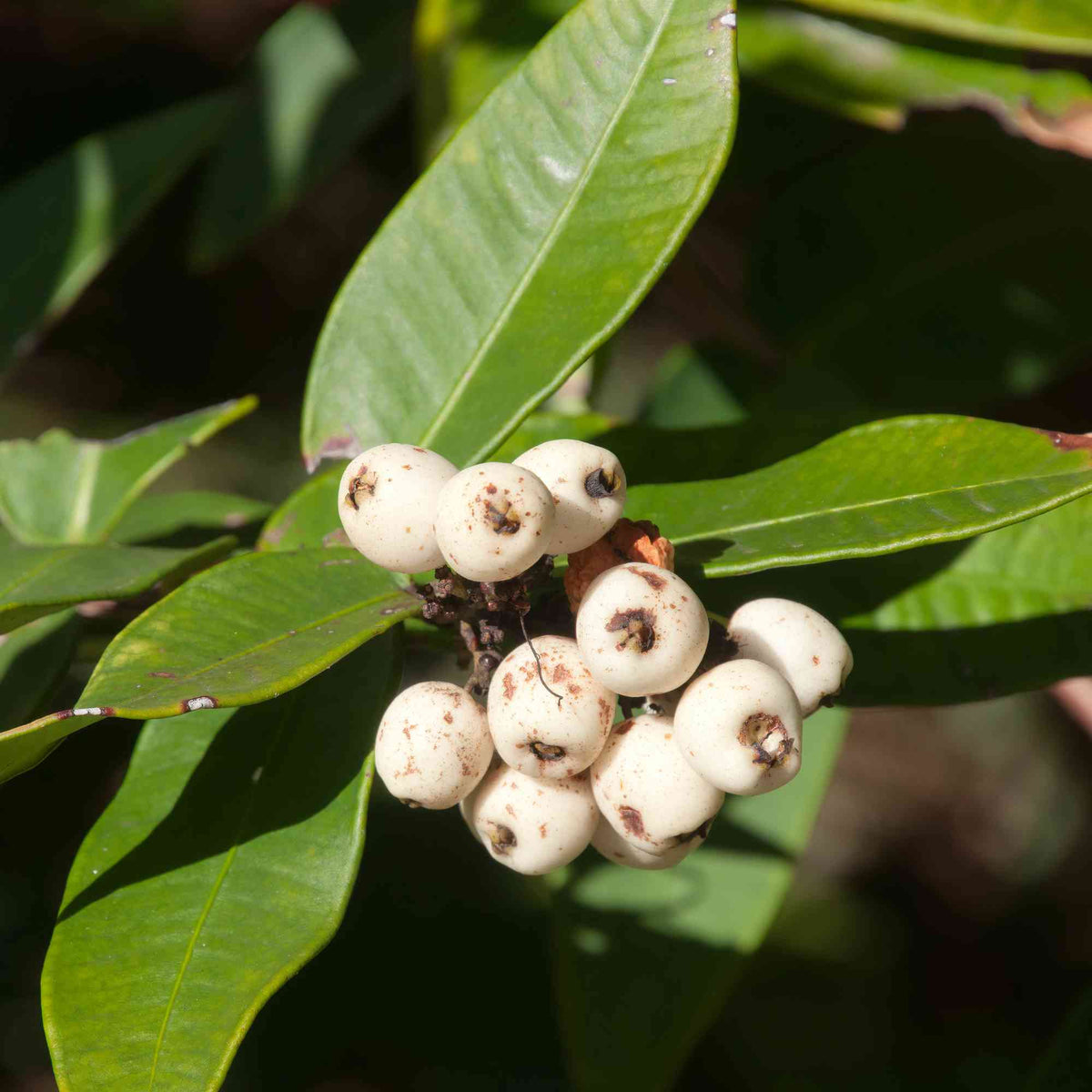 Cat’s Eye “Poocha Pazham”  Fruit Plant – Live Fruit Tree