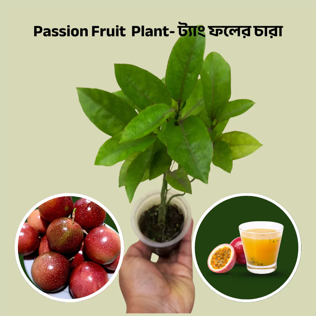 Passion Fruit Plant – Live Climbing Fruit Vine