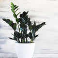 ZZ Black Live Plant – Zamioculcas Zamiifolia Black | Indoor Air Purifier Plant with Pot.