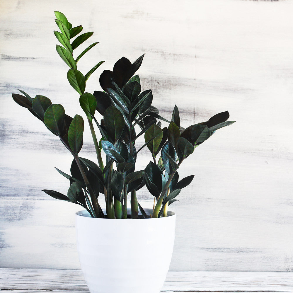 ZZ Black (Raven ZZ) Zamioculcas Zamiifolia — mature plant
