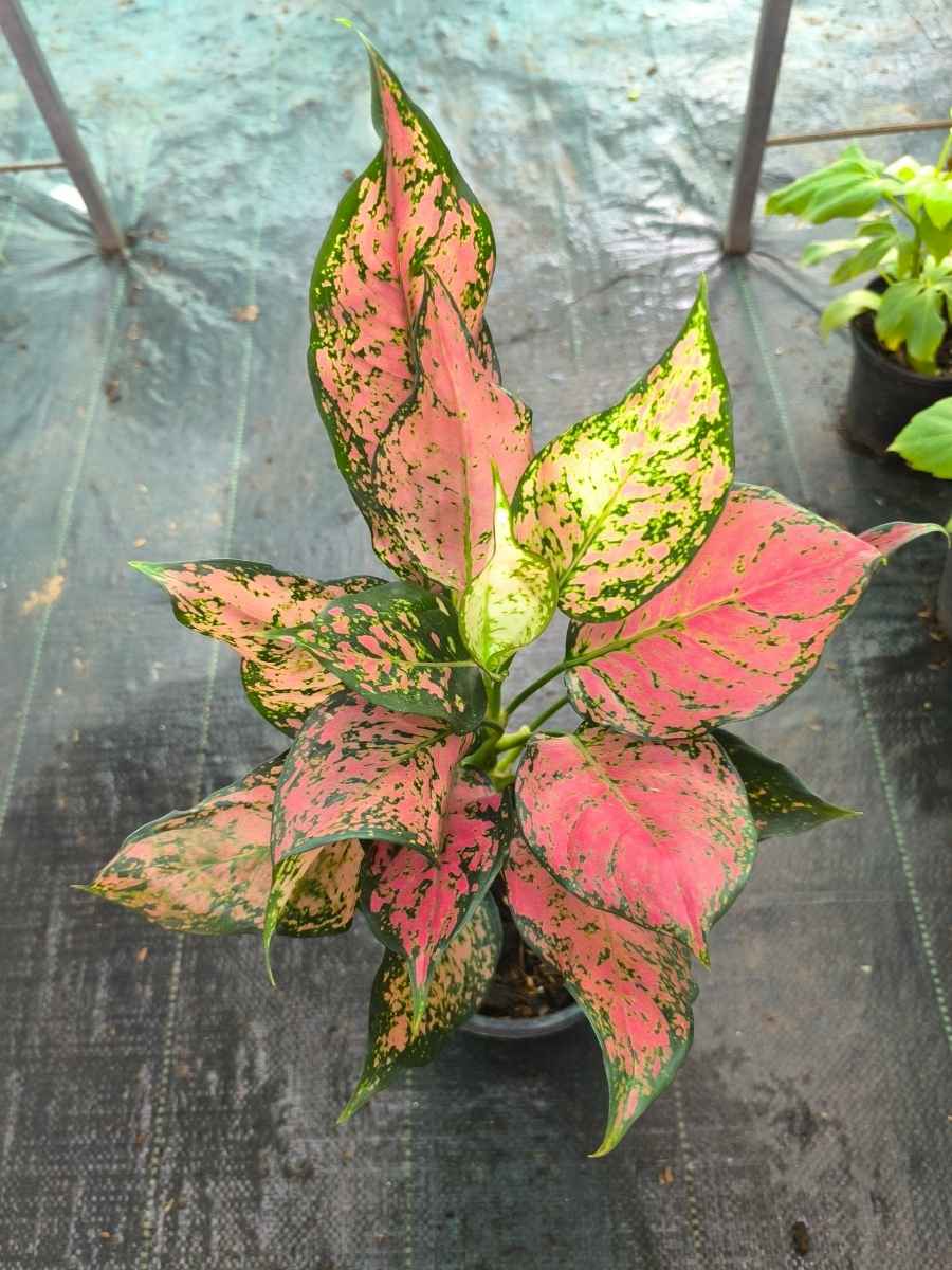 Aglaonema Red Valentine — mother plant