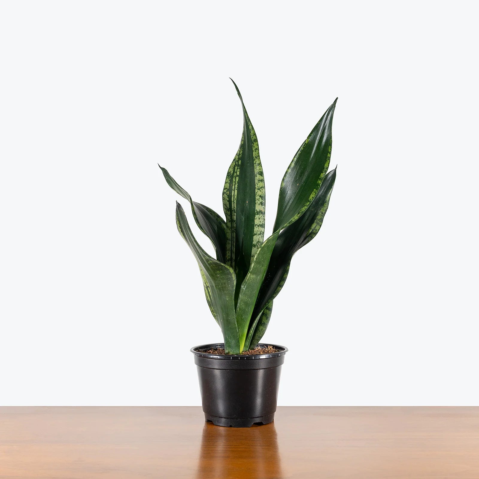Sansevieria Whitney — close-up of variegated leaves
