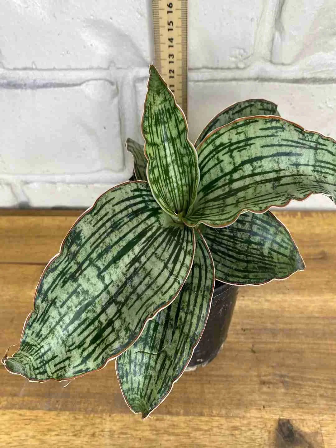 Sansevieria Kirkii Cleopatra — close-up of leaf pattern