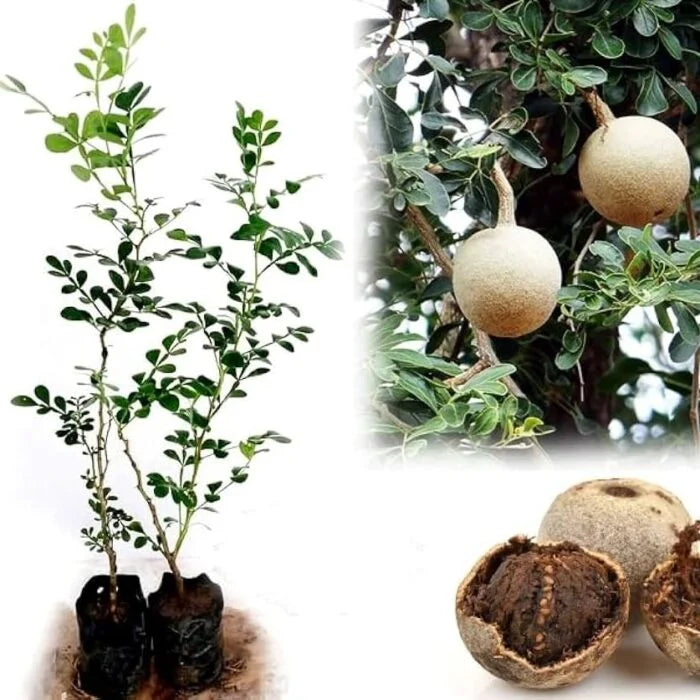Wood Apple  Grafted Fruit Plant – Live Bael Tree