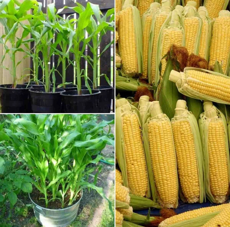 Sweet Corn Kitchen/Home Garden Seeds मक्का / మొక్కజొన్న / ಮೆಕ್ಕೆಜೋಳ  / മാവ് ചോള