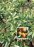Sweet Lemon / Kumquat Lemon  Live Fruit Plant
