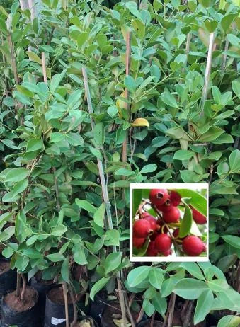 Strawberry Guava Plant (Psidium cattleianum) – Sweet Exotic Fruit Plant | Dream Nursery