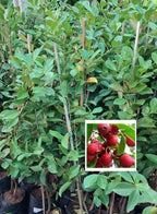 Strawberry guava (Psidium cattleianum) live fruit plant