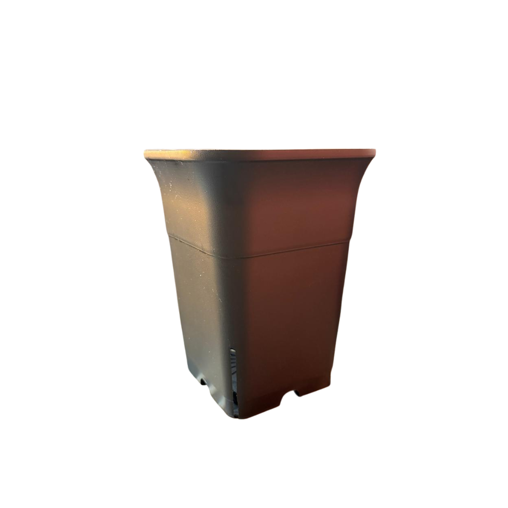 6 Inch Square Tall Plastic Pot for Succulents, Cactus & Indoor Plants