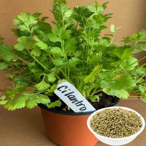 Coriander Cilantro Leaf Kitchen/Home Garden Seeds धनिया / ಕೊತ್ತಂಬರಿ / ధనియా / கொத்தமல்லி / മല്ലി
