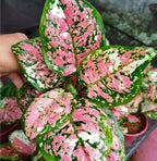 Aglaonema Pictum Tricolor–Rare Beautiful Live Air purifying Plant.