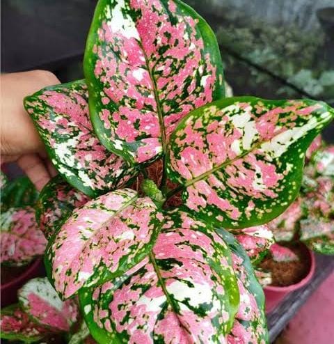 Aglaonema Pictum Tricolor–Rare Beautiful Live Air purifying Plant.
