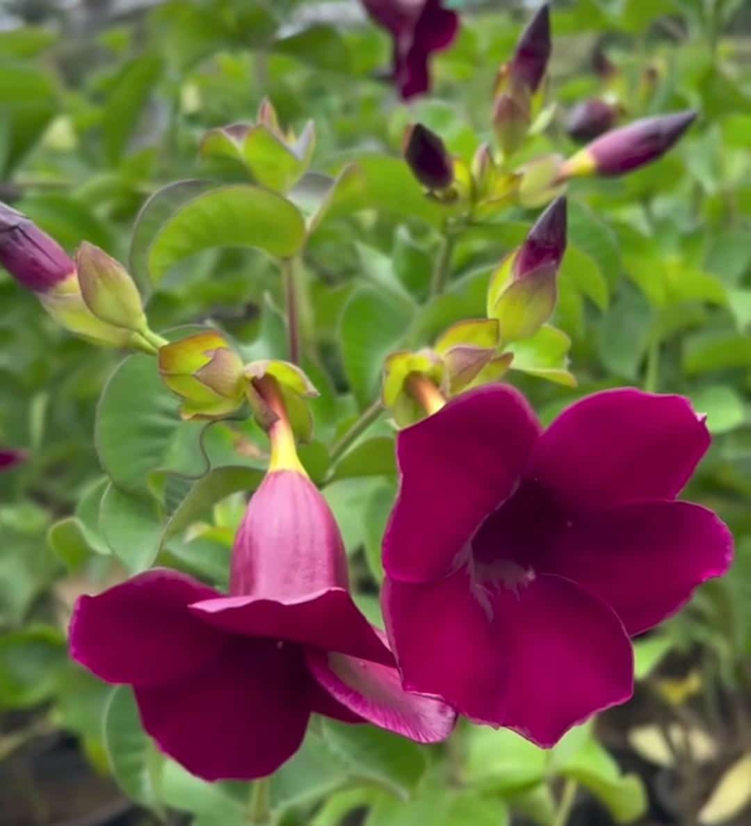 Allamanda Maroon Dwarf Tiger allamanda – Live Flowering Plant