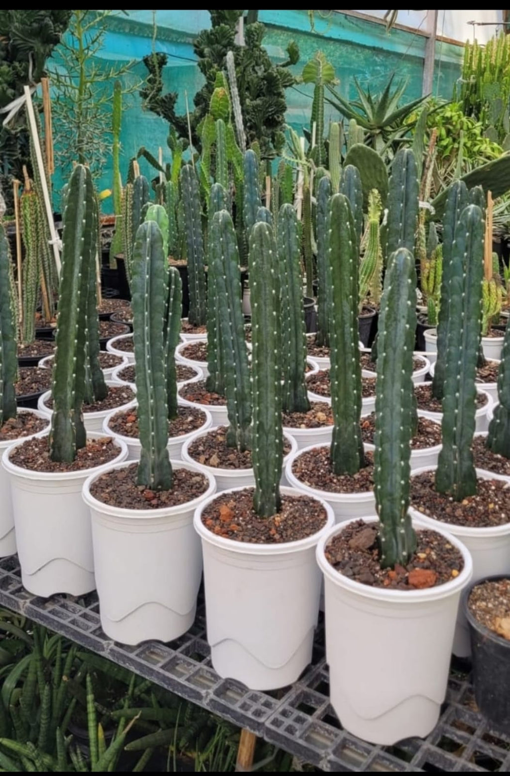 Tall black nursery plastic pot — detail view