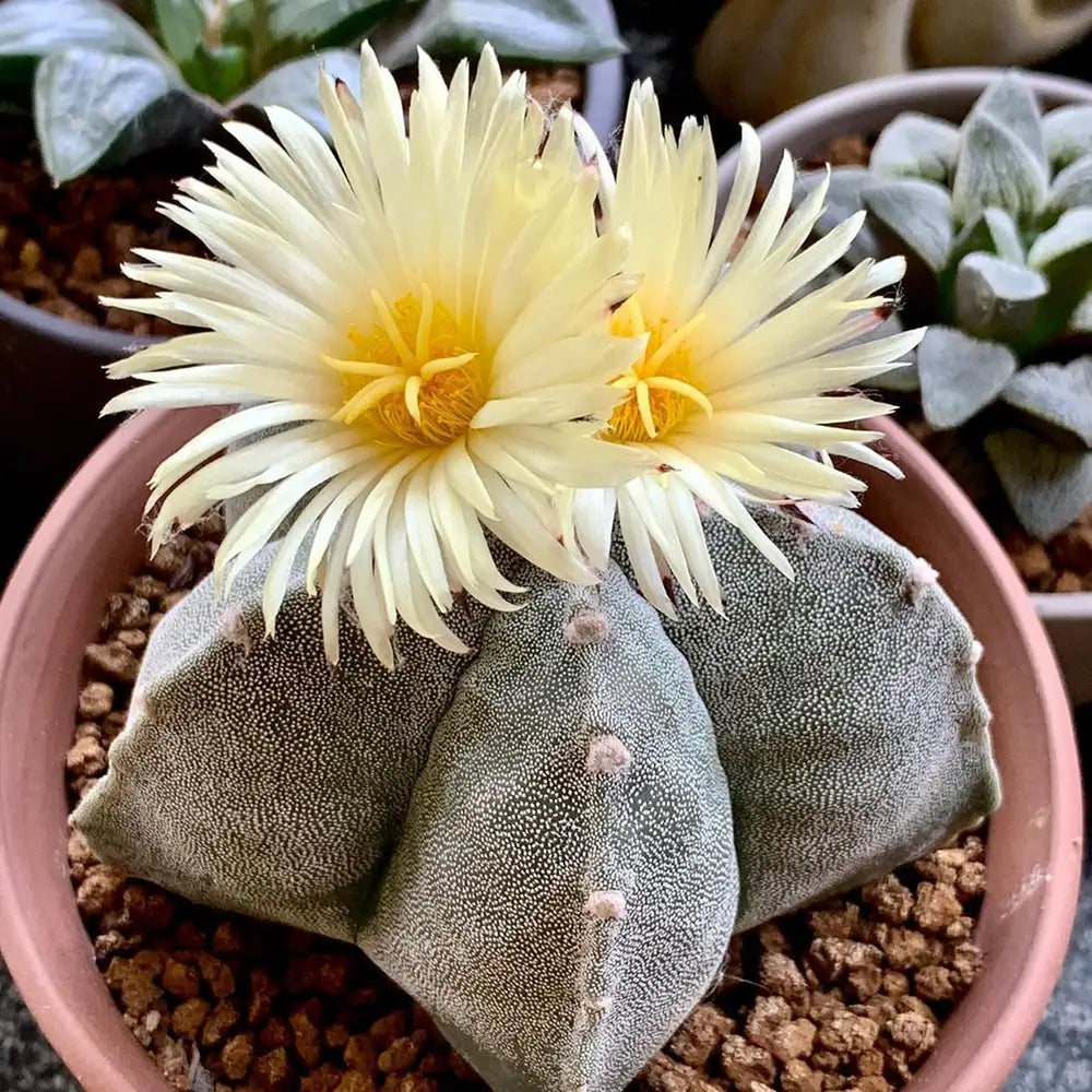 Astrophytum Myriostigma – Rare Bishop's Cap Cactus (3 Inch).