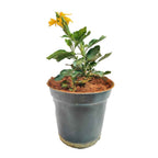 Crossandra flowering plant with yellow blooms