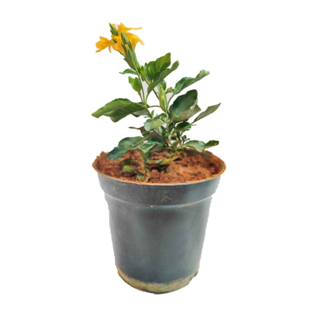 Dream Nursery Combo - Parijatham + Pavazhamalli + Crossandra plants