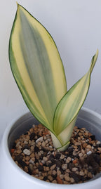 Sansevieria Gold Dust snake plant leaves, another view