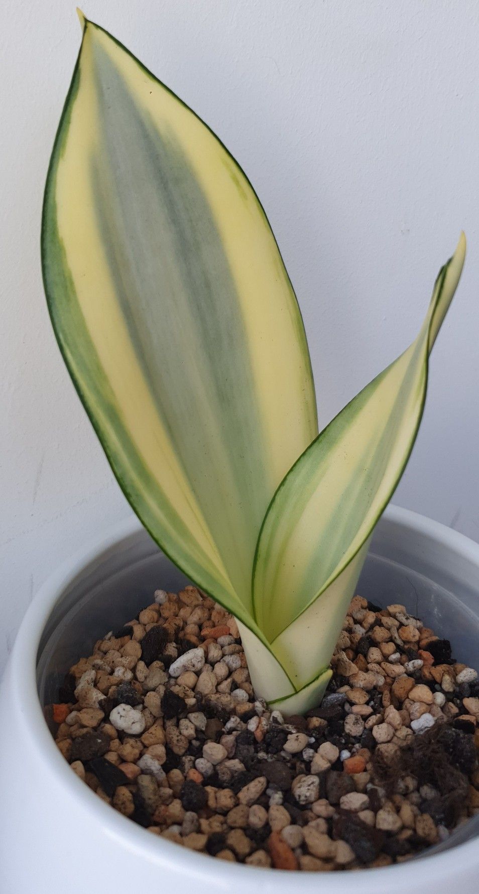 Sansevieria Gold Dust — close-up of golden variegation