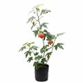 Abutilon Studio