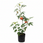 Chinese lantern hibiscus flowering plant – studio photo