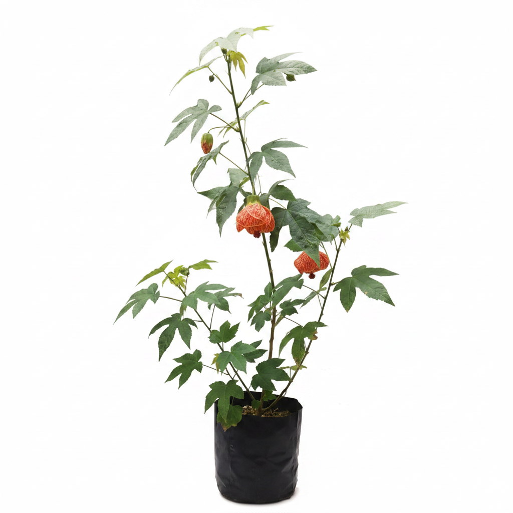 Abutilon Studio