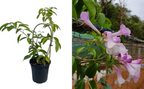 Garlic vine (Mansoa alliacea) flowering creeper – photo 2