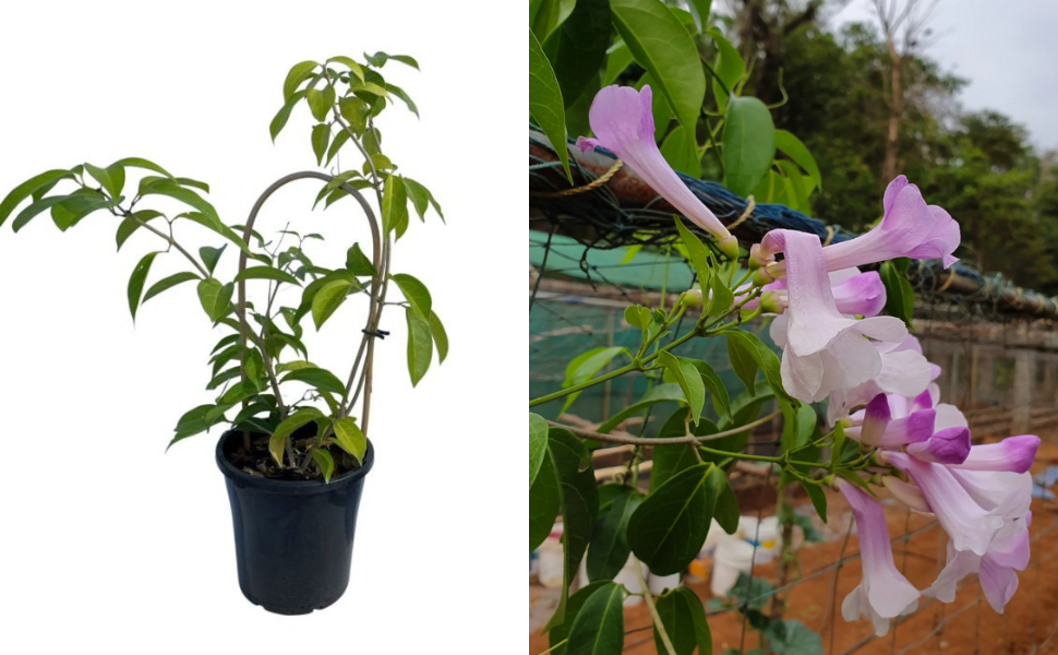 Garlic Vine (Mansoa alliacea) – Live Flowering Creeper