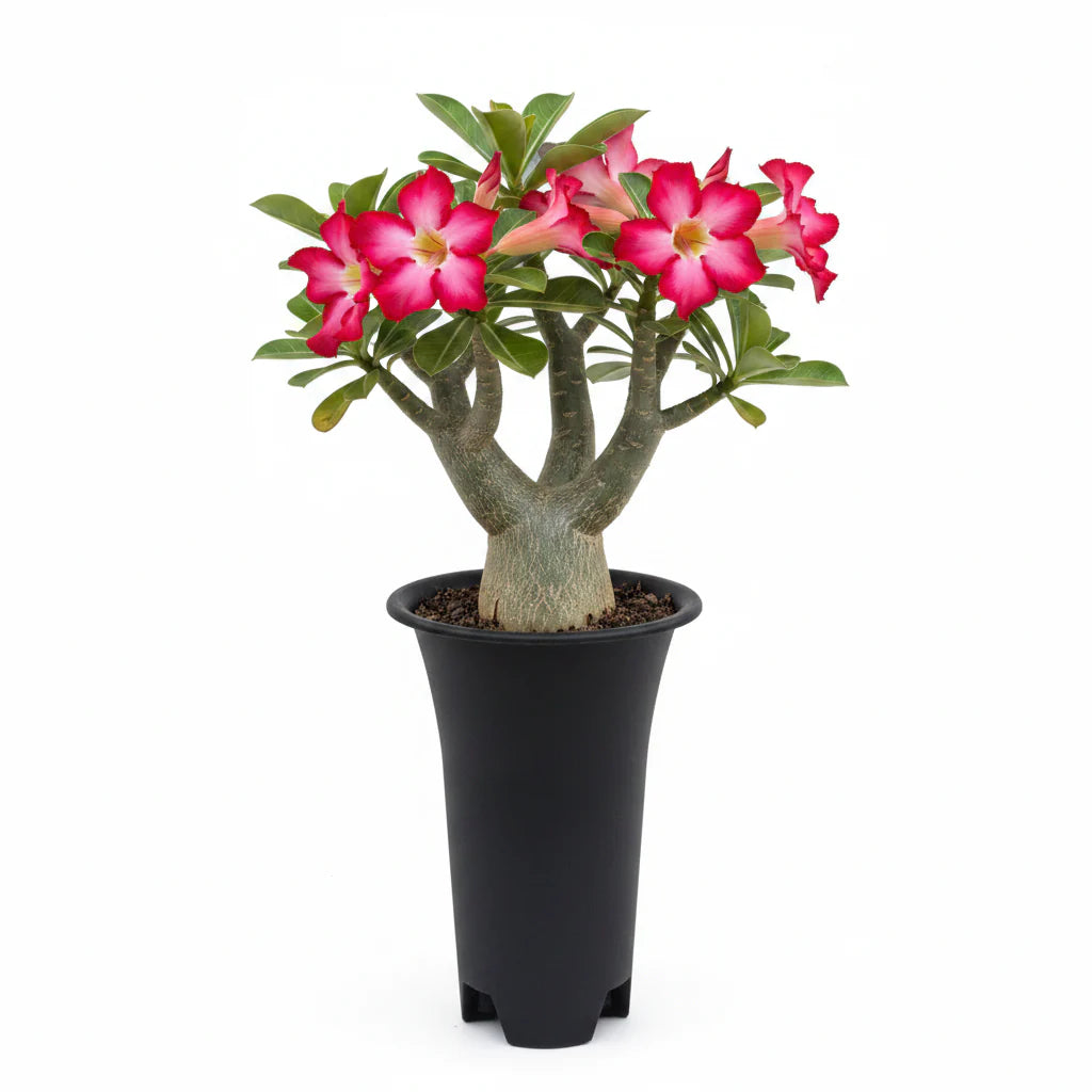Adenium Arabicum Desert Rose + 6 Inch Tall Pot Combo | Flowering Succulent Grower Pack