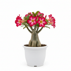 Adenium Desert Rose plant in pot – front view